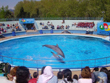 dolphin-city-tamilnadu