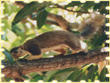 grizzled-squirrel-wildlife-sanctuary